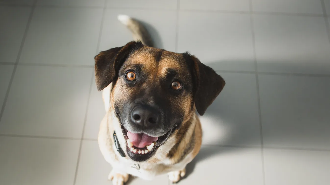 animal portrait PORTRAIT attentive alertness best friends companion friendship carnivore canine DOG domestic dog day expecting anticipation eye contact looking at camera looking floor tile tile indoors intrigue curiosity loyalty mouth open facial expressi