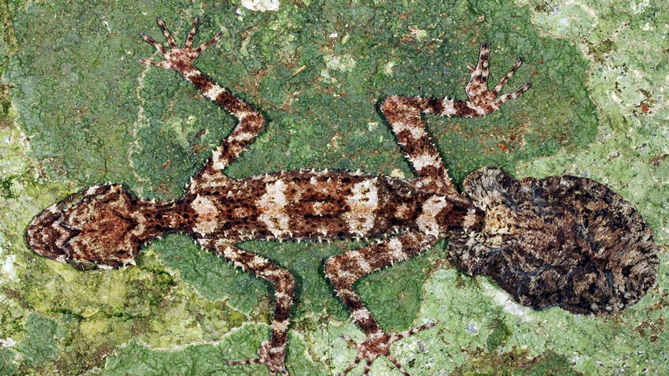 Három új gerincesfajra bukkantak Ausztráliában, levélfarkú gekkó