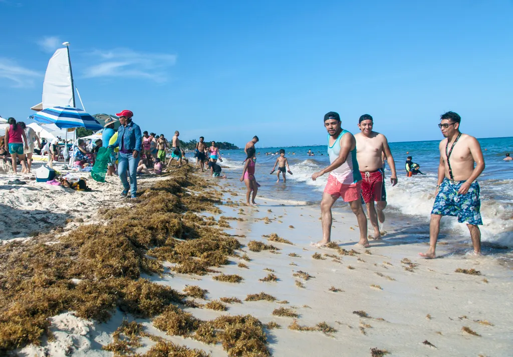 Mexikó Cancún Cancun, Playa del Carmen barna alga 