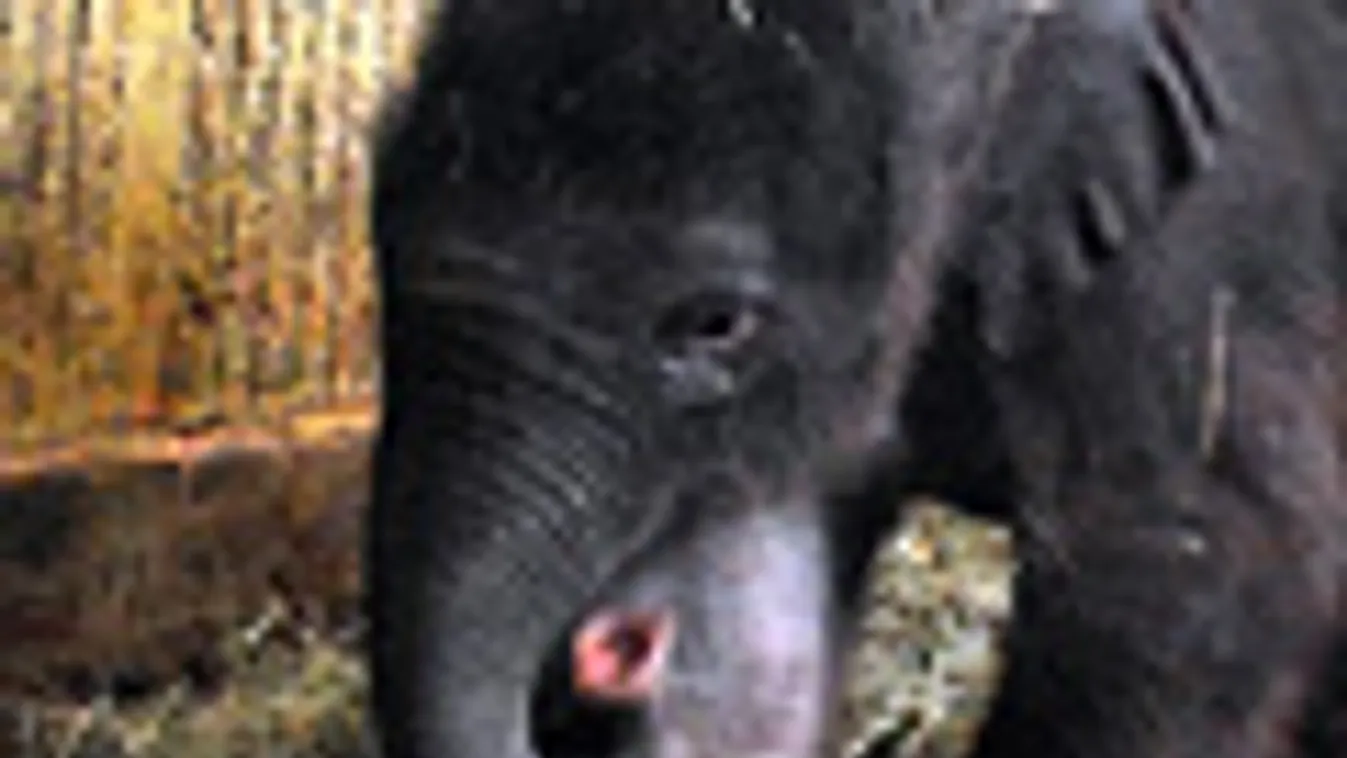 nem eszik a budapesti állatkertben született elefántborjú