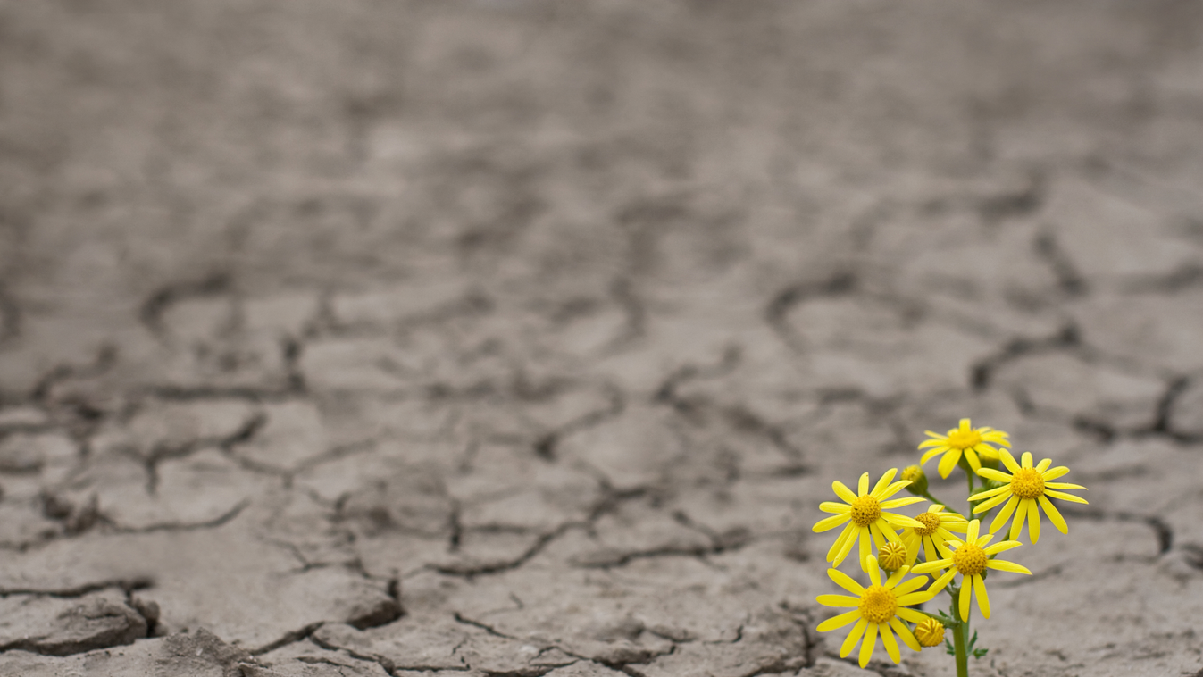 Life in extreme conditions Single Flower Extreme Terrain Textured Single Object Petal Geology Dust Dry Cracked Clay Change Heat - Temperature Strength Survival Endurance New Life Hope Growth Disaster Loneliness Yellow Green Color Brown New Climate Environ