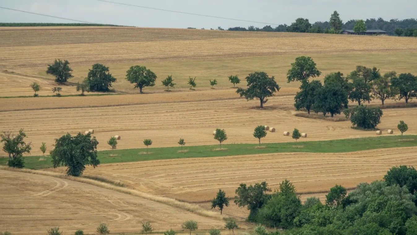 Harvest Talk 2022 Farmers' and Winegrowers' Association Rhineland-Nassau Wheat harvest Cereals Horizontal ECONOMY AGRICULTURE WHEAT HARVEST 