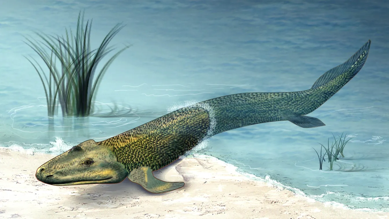 Tiktaalik 