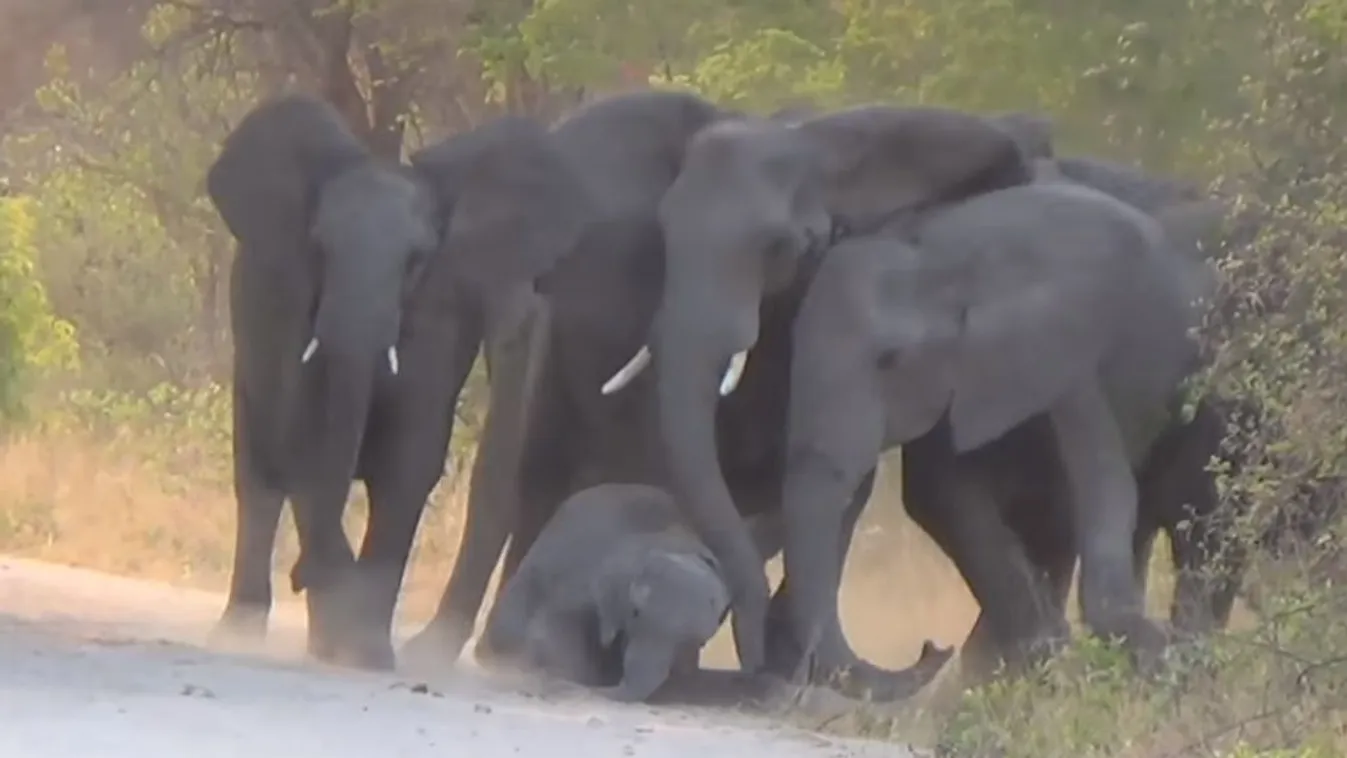 sérült elefántborjú 