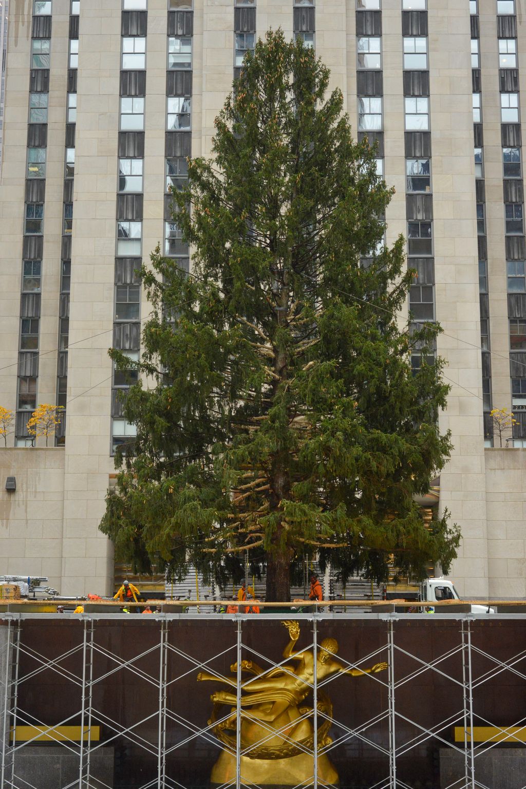 79-foot Christmas Tree Arrives In New York City's Rockefeller Center NurPhoto General news November 13 2021 13th November 2021 Rockefeller Plaza Trees Vertical, Karácsonyfa 