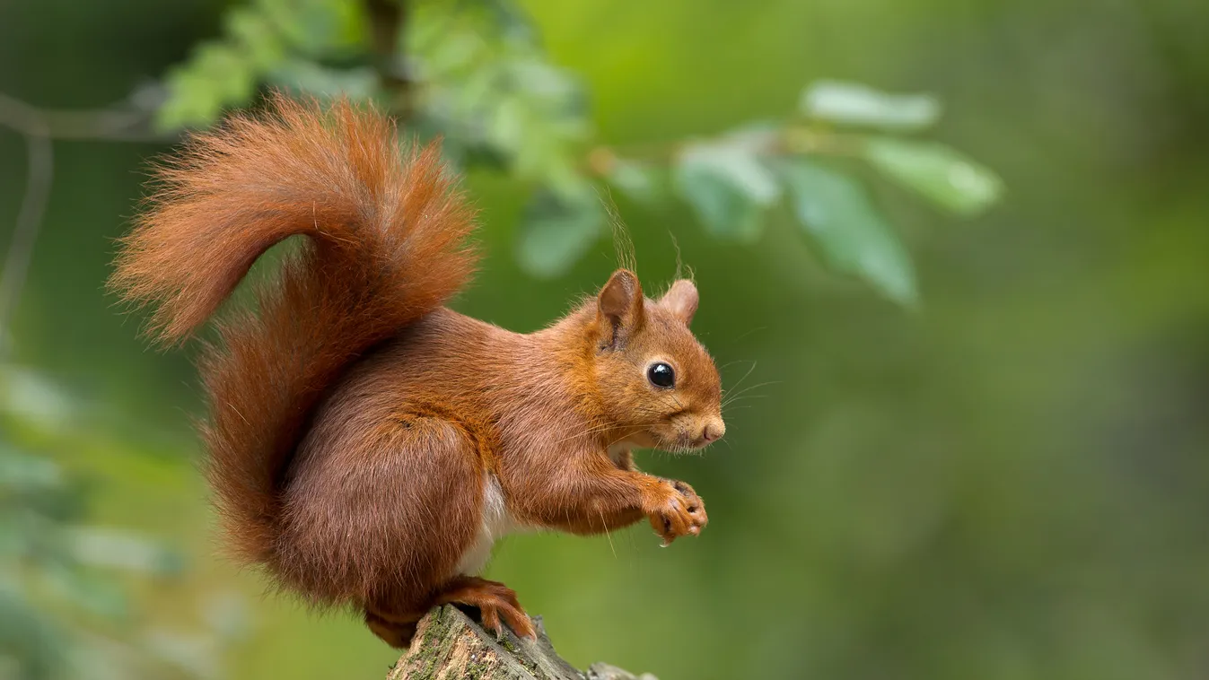 Red,Squirrel 