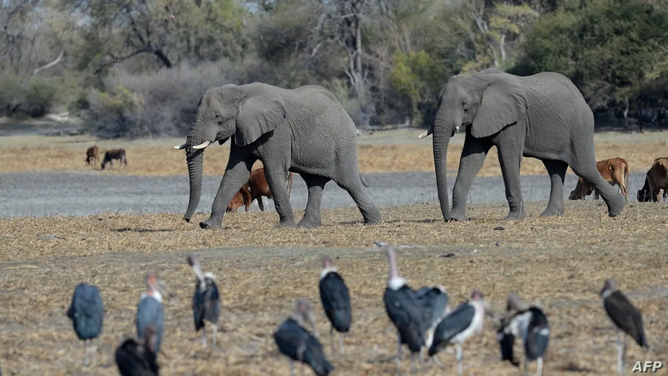elefánt, Botswana, Afrika 