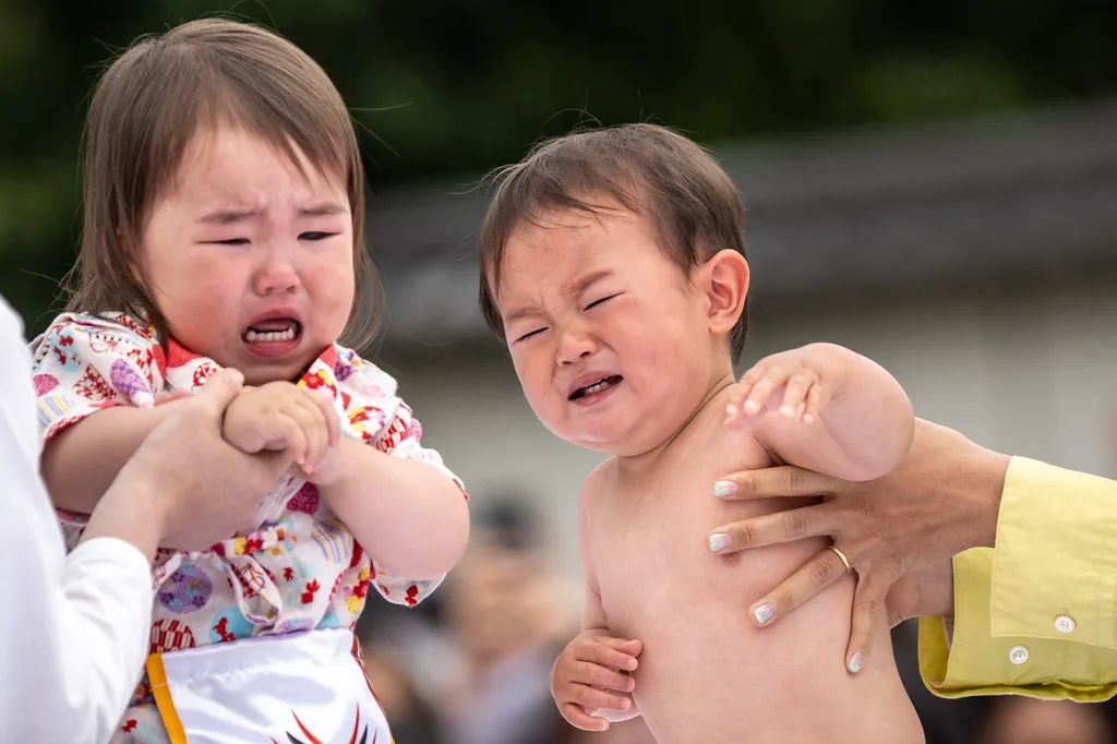 Japán, síró babák sumo, fesztivál, sumo, babák, Tokió, 