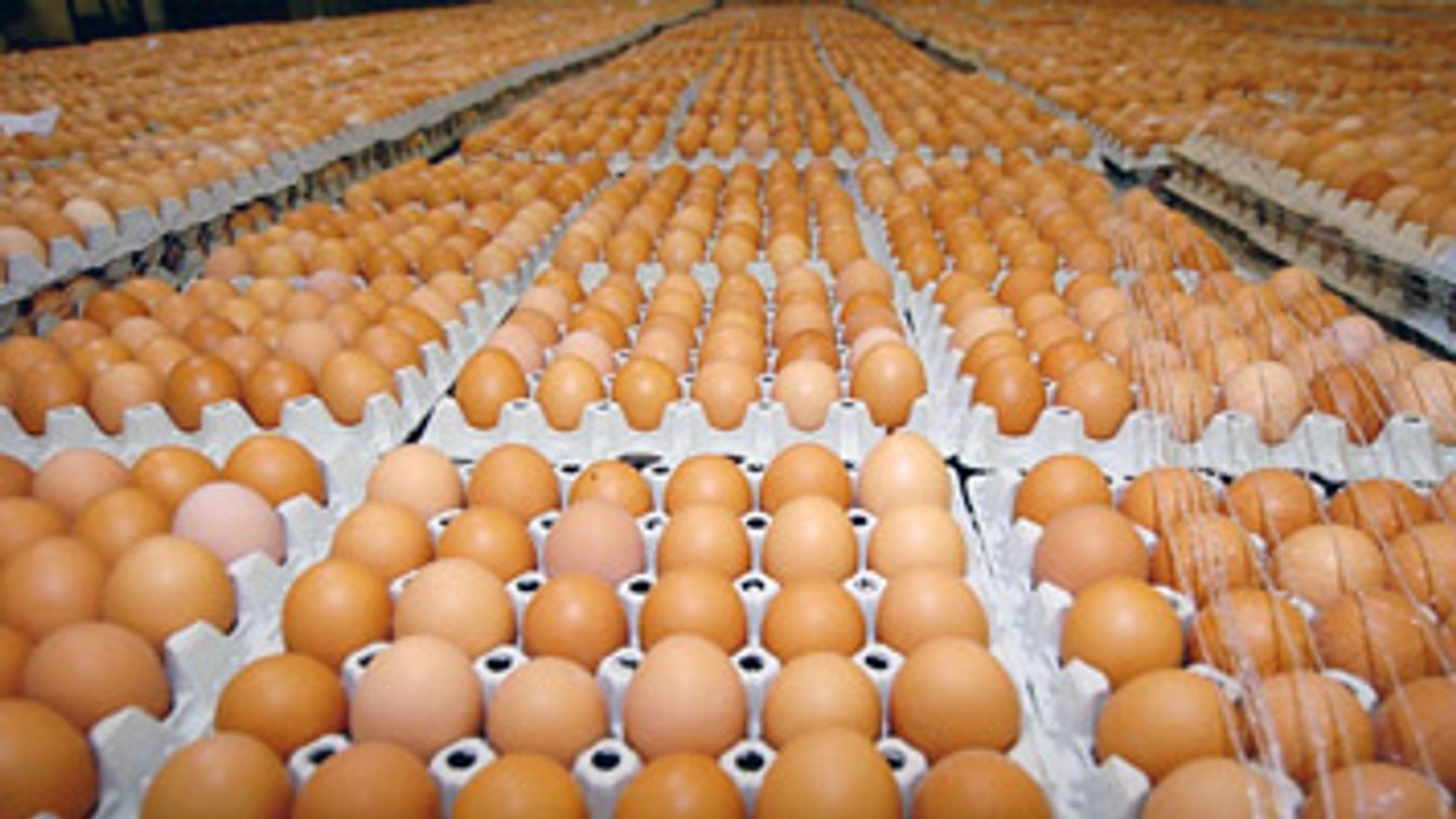 tojás, tojástartó, bioműanyag tojáshéjból