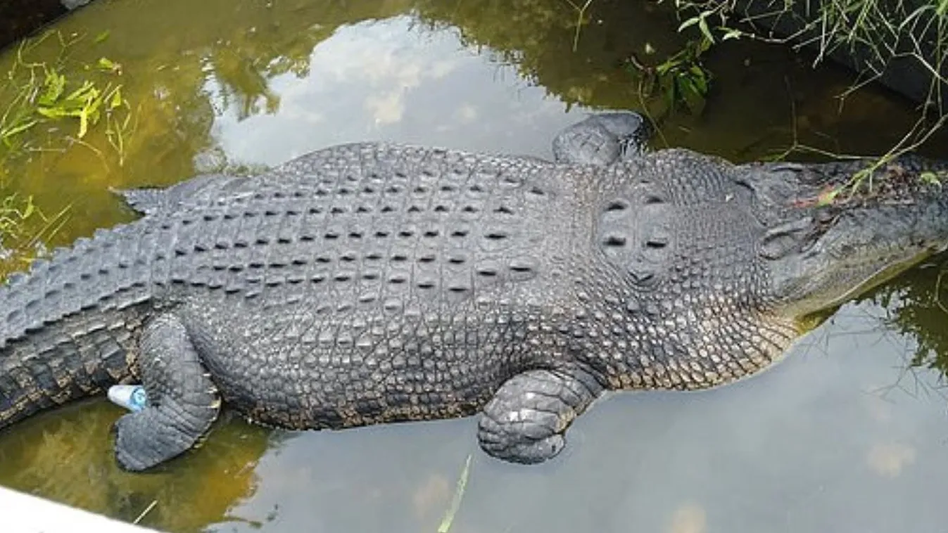 krokodil, Indonézia, támadás 
