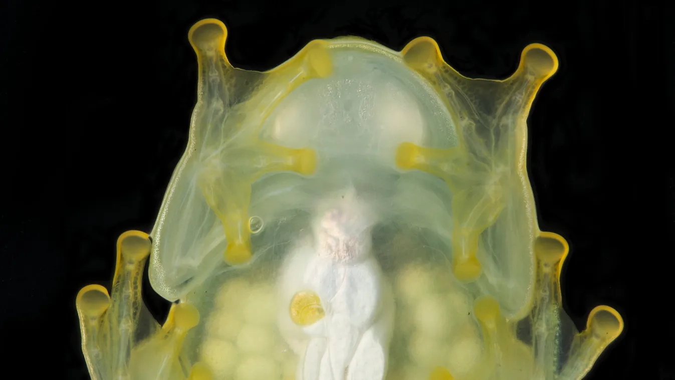 Megvilágított nőstény üvegbéka 