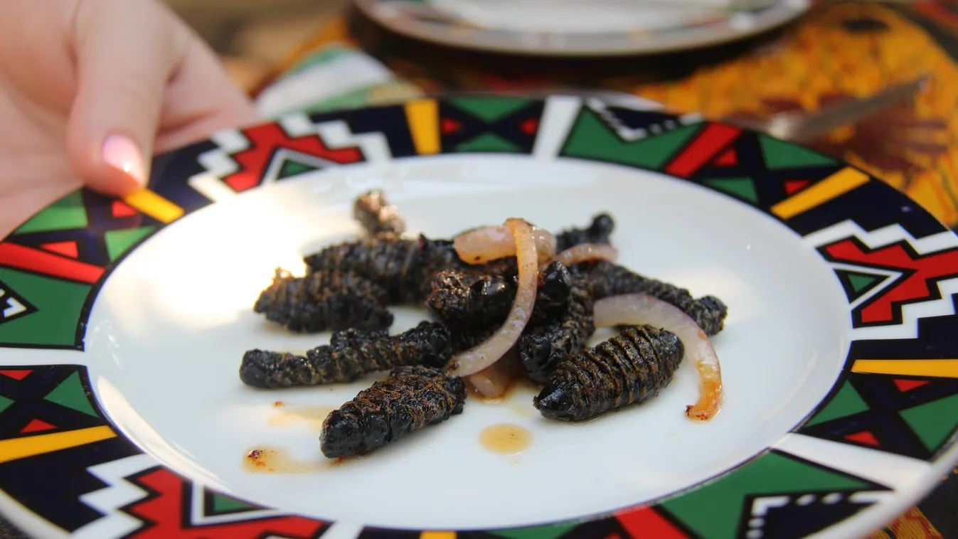 Mopane Worms, Zimbabwe, étel, protein, hernyó, kukac, étel, dél-afrika, startup 