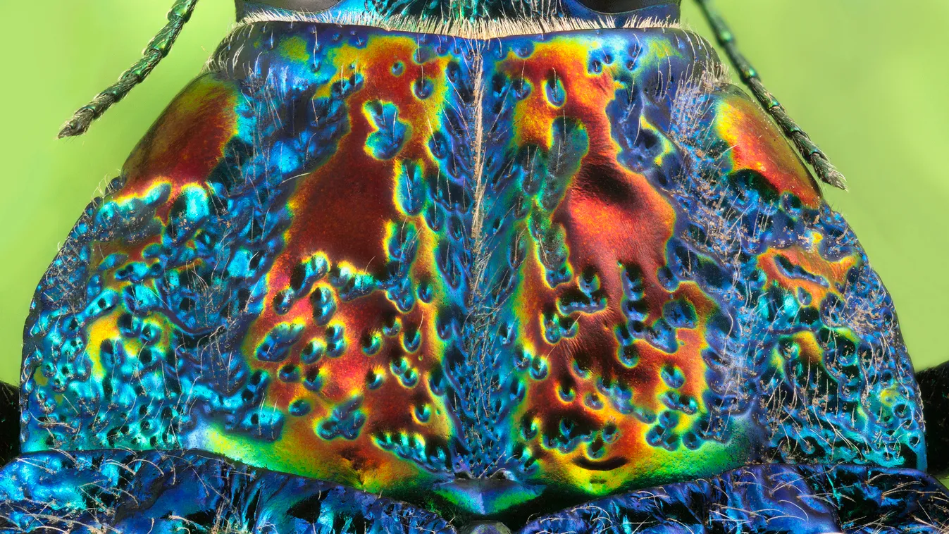 díszbogár Ricciarini Fotografia Blu SCIENCE Bleu Couleur Natural History ZOOLOGY BLUE COLOUR CAST Colour Photographie Insect Beetle Histoire naturelle Insecte Animale Scarabeo Scarabée Zoologie Scienze naturali Azzurro Colore ANIMAL 