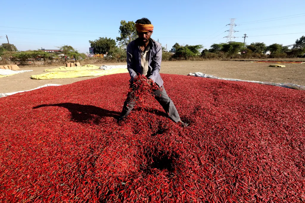 Chilitermesztés Indiában, chili, galéria 
