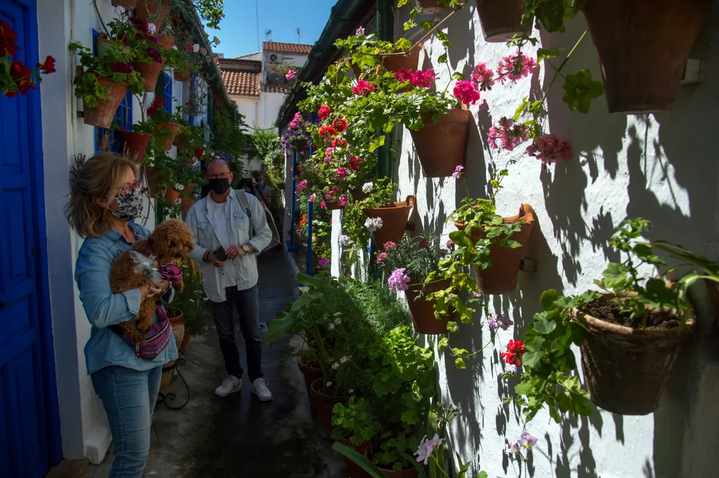 Cordoba Patios Festival Córdoba udavarfesztivál virágok 