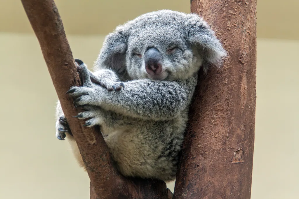 Álomszuszik alvó koala 