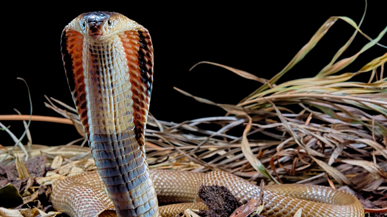 Monoklis kobra, Monocled cobra, Naja kaouthia 
