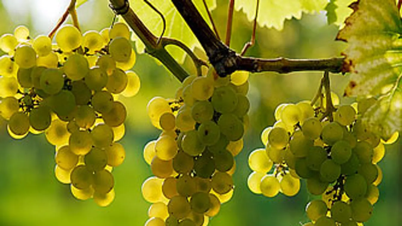 Ha jó lesz a szeptemberi idő, akár kiváló évük is lehet a hazai bortermelőknek.
