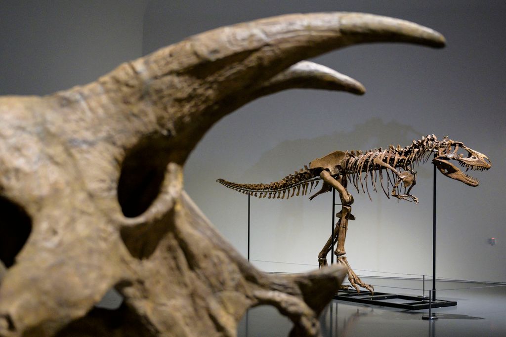 Dinoszaurusz-csontváz a Sotheby’s árverésen, dinoszaurusz, csontváz, árverés, régészeti lelet, Gorgosaurus, Sotheby's aukciós ház, New York 