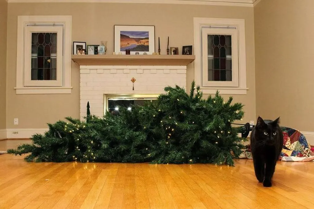 Vicces és aranyos karácsonyi képek házikedvencekől 