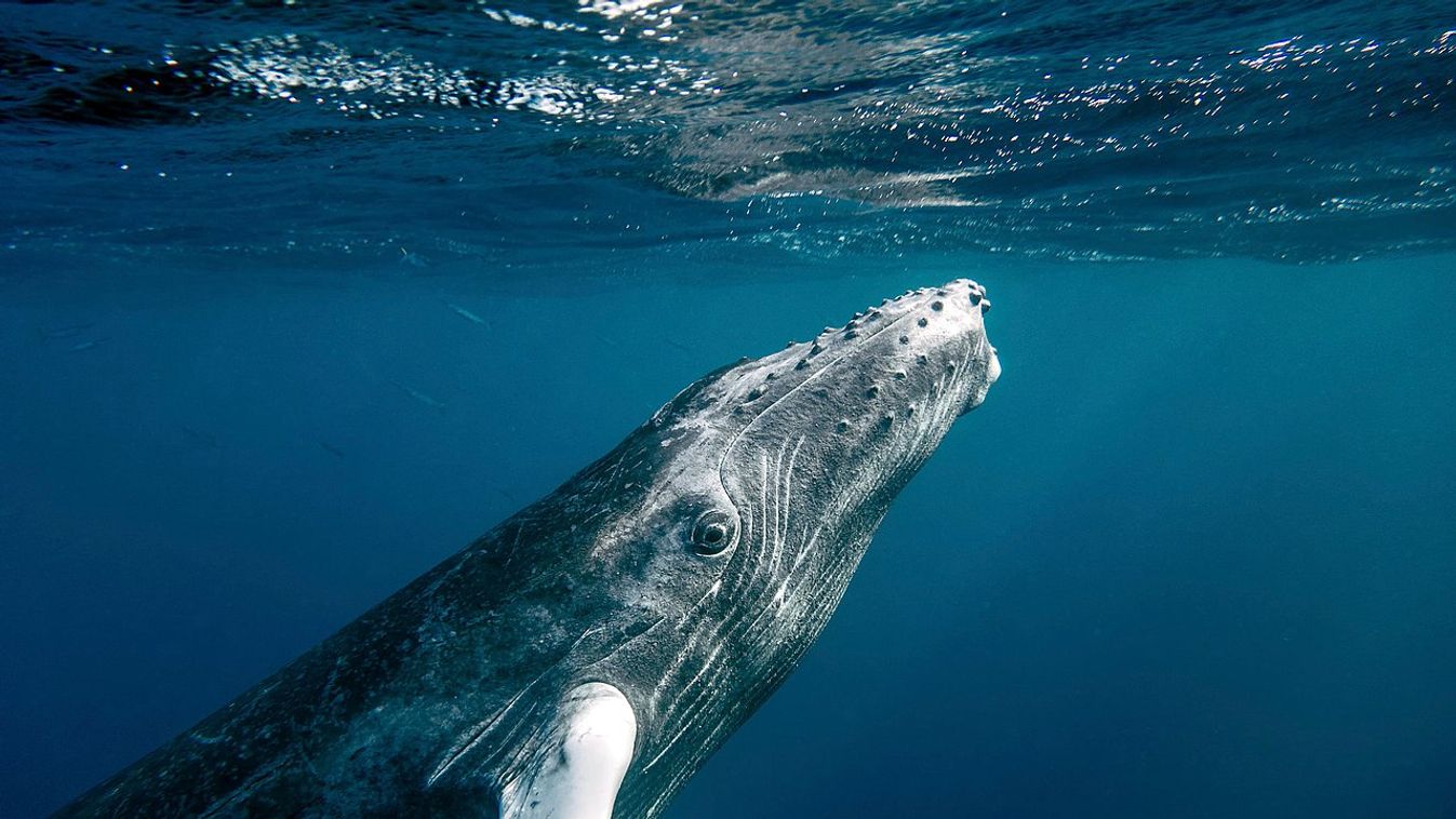 hosszúszárnyú bálna, púpos bálna 