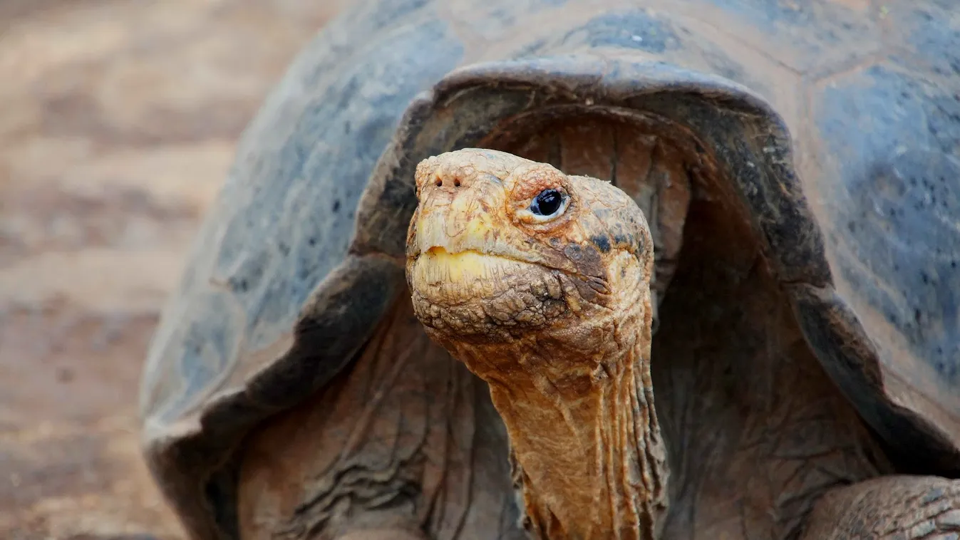 Galápagos 