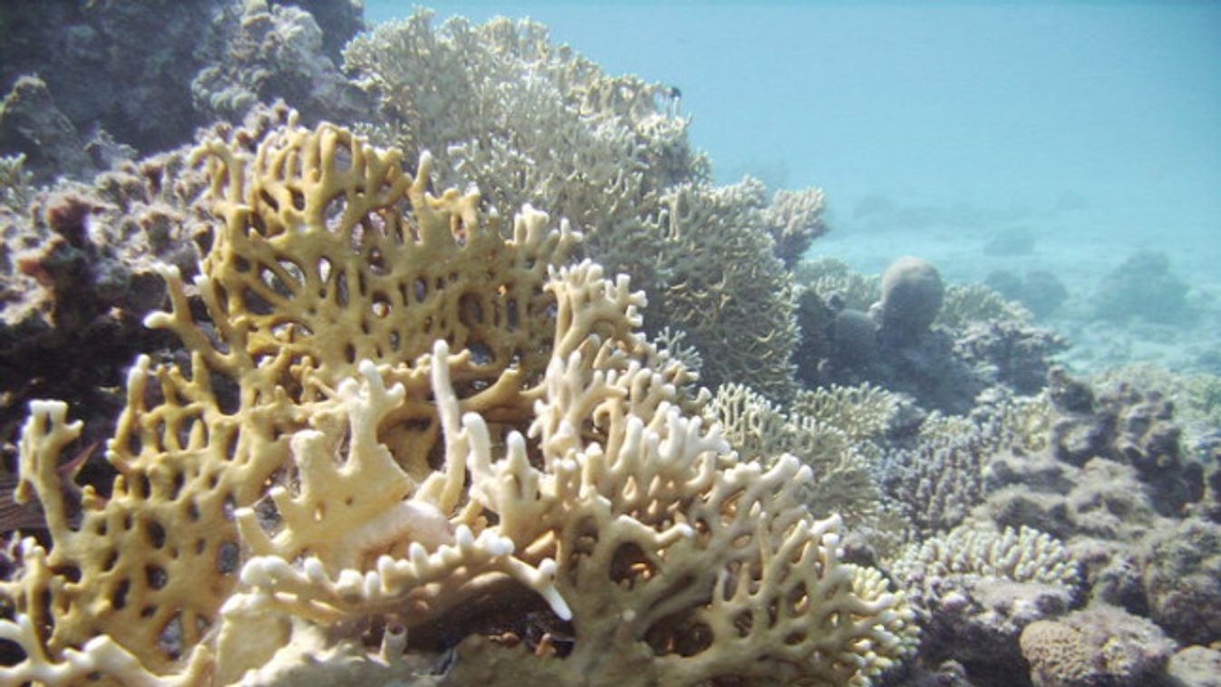 korall 