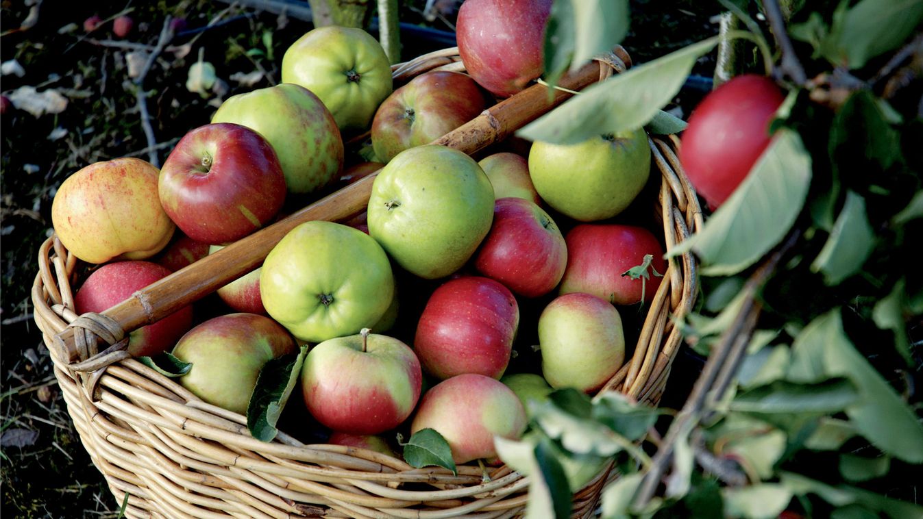 almakosár 