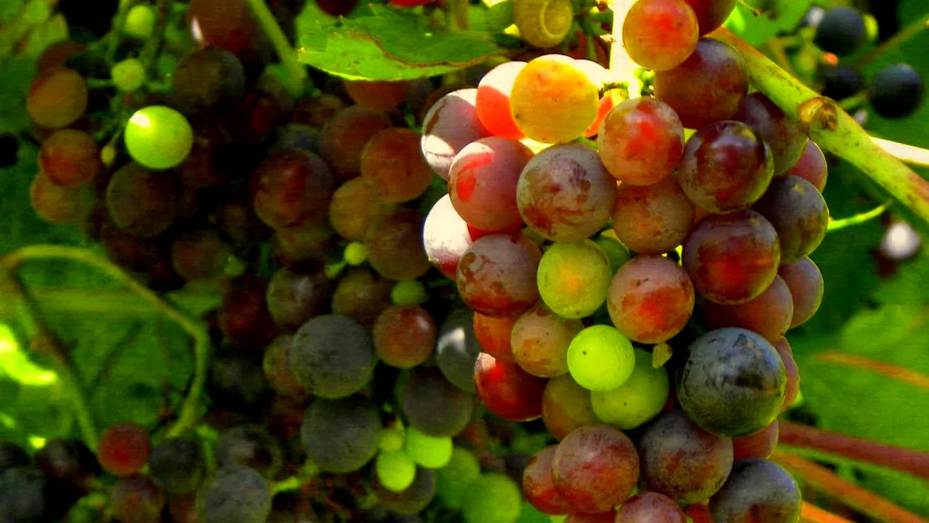 mazsola szőlő 