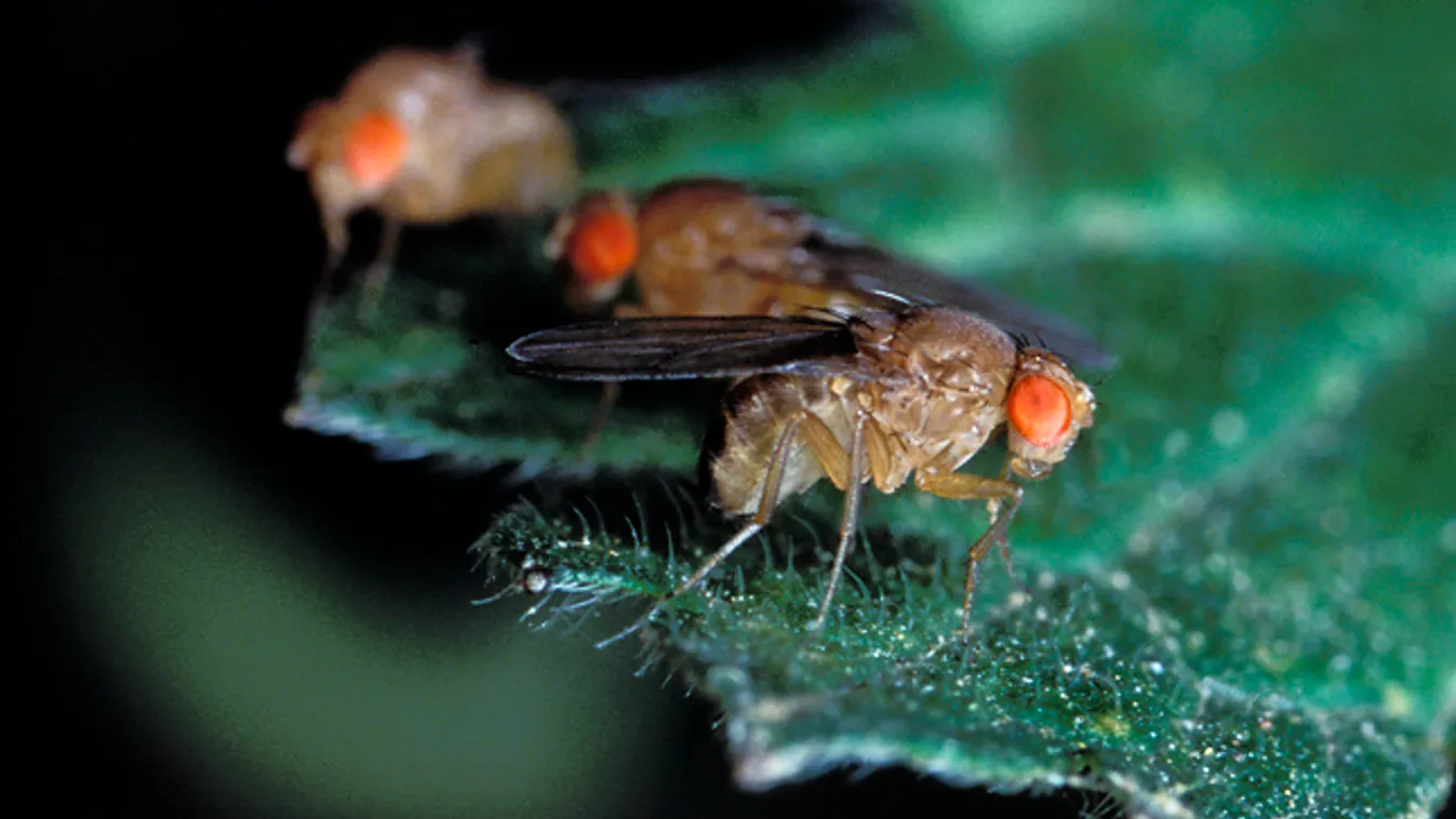Drosophila gyümölcslégy 