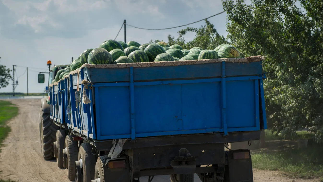 dinnye dinnyeszezon görögdinnye gyümölcs KÖZLEKEDÉSI ESZKÖZ NÖVÉNY traktor Medgyesegyháza, 2014. július 7.
Görögdinnyével megrakott traktor halad Medgyesegyháza határában 2014. július 7-én. Az idei dinnyeszezon a kedvező időjárás miatt az átlagosnál két h