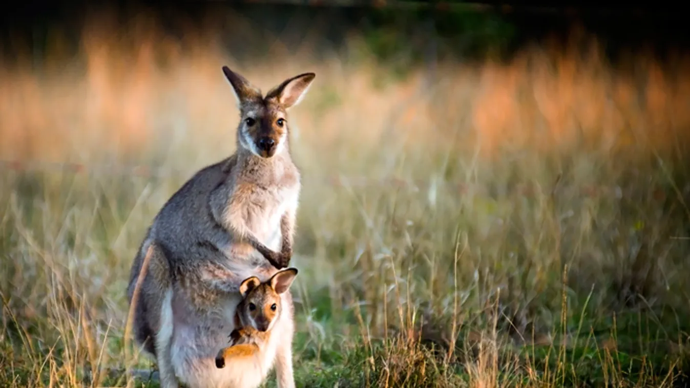 kenguru erszényes kicsinyét védte 