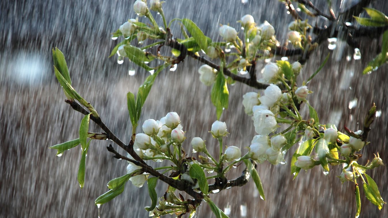 tavasz, eső, virágzás 