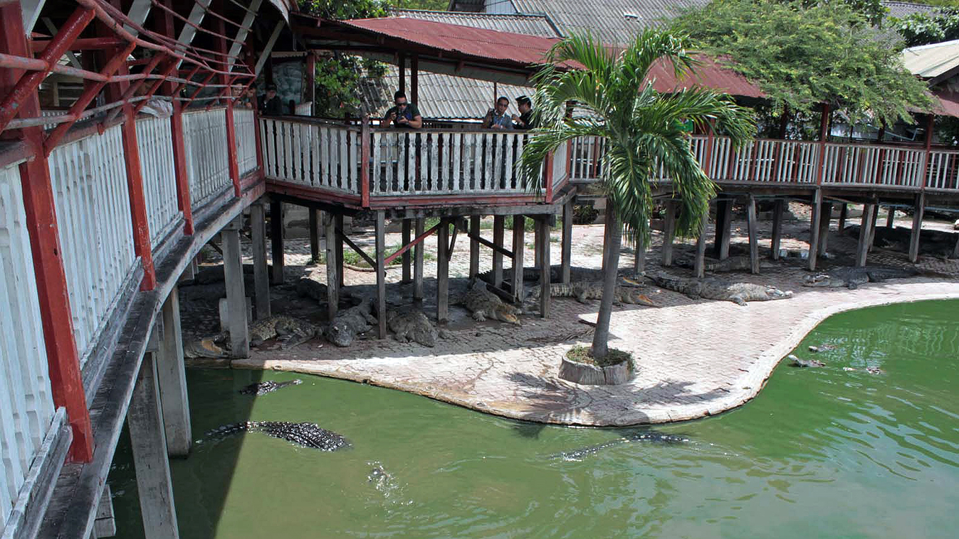 This picture taken on September 15, 2014 shows crocodiles in and outside a pond at the farm where a woman committed suicide in Samut Prakan, outside Bangkok.  A 65-year-old Thai women has committed suicide by leaping into a pond of crocodiles at a farm po