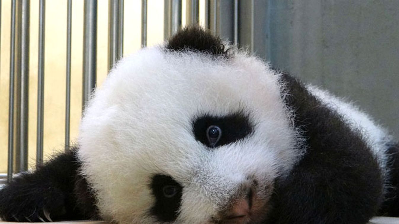 panda, pandák a diplomáciában, politika, óriáspanda a taipei állatkertben