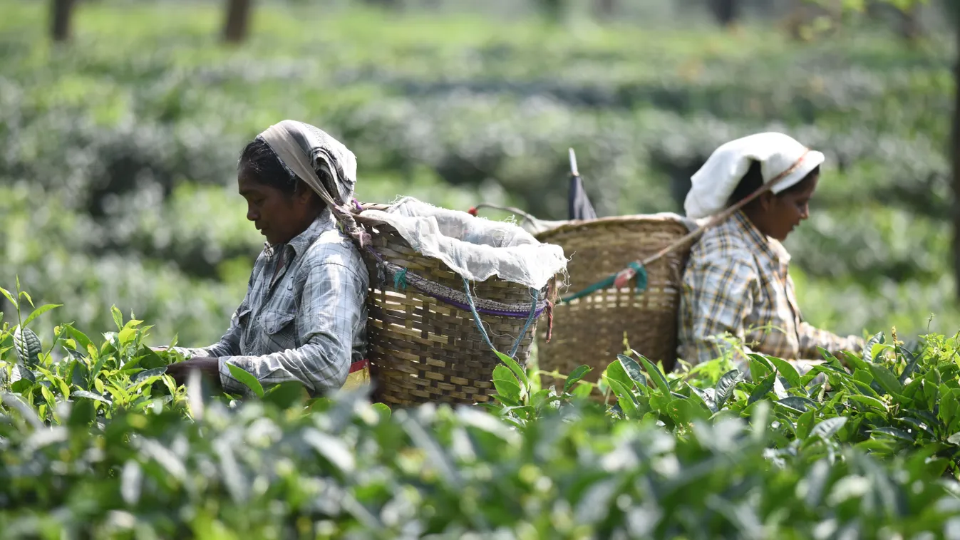 Tea, India, szedés, szárítás, készítés 
