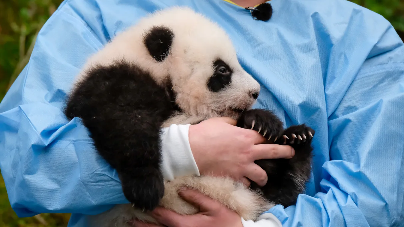 Belga óriás panda ikerek 
