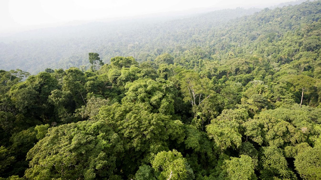 Amazonas, esőerdő, őserdő, dzsungel, Brazília, Para régió, Jamanxim National Forest 