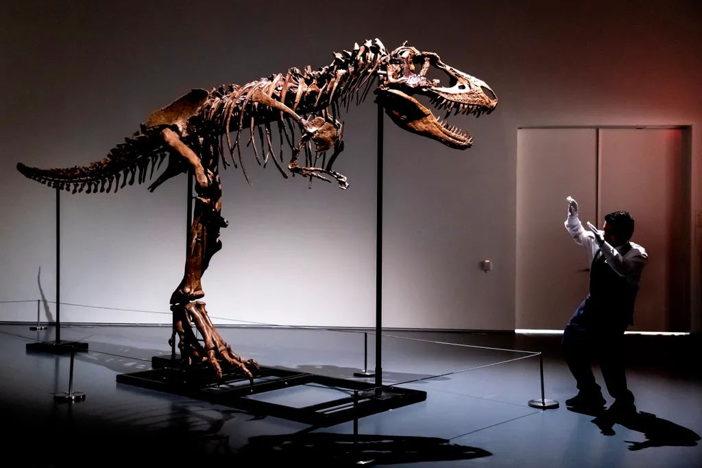 Dinoszaurusz-csontváz a Sotheby’s árverésen, dinoszaurusz, csontváz, árverés, régészeti lelet, Gorgosaurus, Sotheby's aukciós ház, New York 