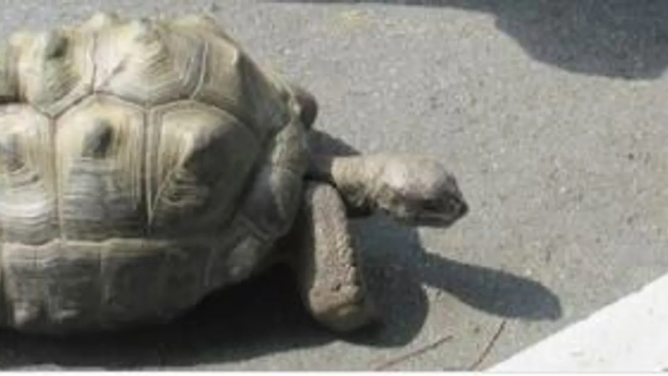 Twitter fotó - Az állatkerttől 140 méterre találták meg a két hete megszökött óriásteknőst 