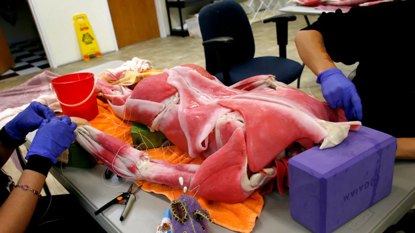műhulla Syndaver Labs Syndaver Labs TAMPA, FL - APRIL 19:  Syndaver Labs, in Tampa, Fla. builds synthetic human and animal bodies and body parts for cynical training and surgical simulation. (Photo by Brian Blanco for Atlas Obscura) 