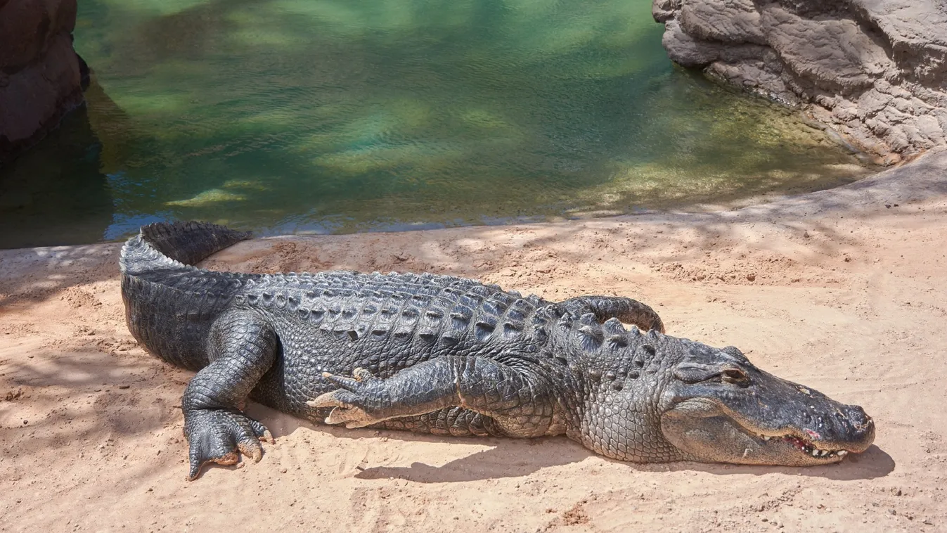 krokodil, állatkert 