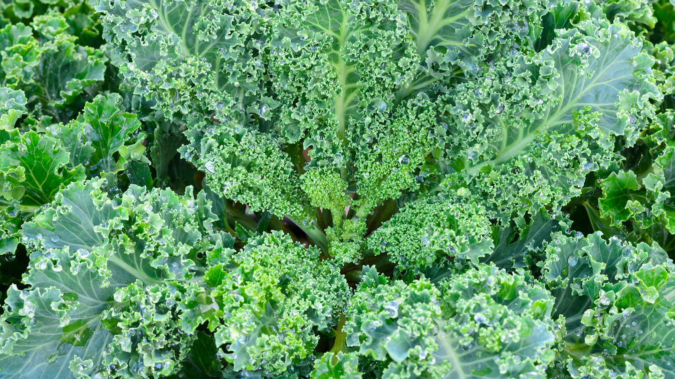 vadkáposzta Csempéssz több leveles zöldséget a napi étrendedbe - Finom, gyors és egészséges 