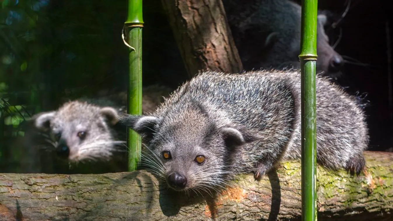 Binturong 