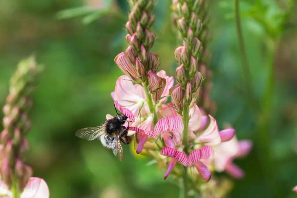 Ezek a mézelő virágok nem csak a szemet gyönyörködtetik, de a méhek is szeretik, méh, méhek, méz, mézelő, virág, színes, baltacím (Onobrychis viciifolia) 