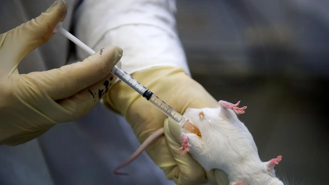 Laboratóriumi patkány, GMO, génmódósítás