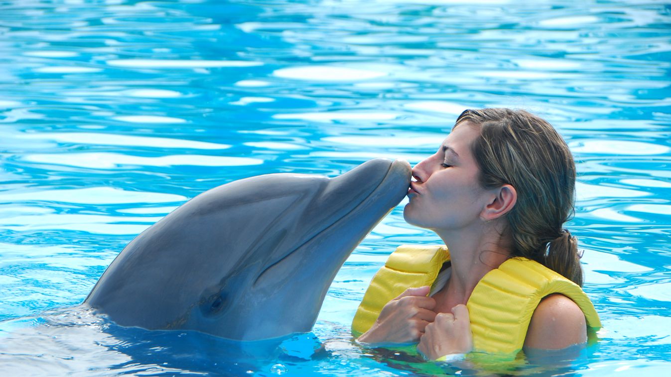 delfin, nő 