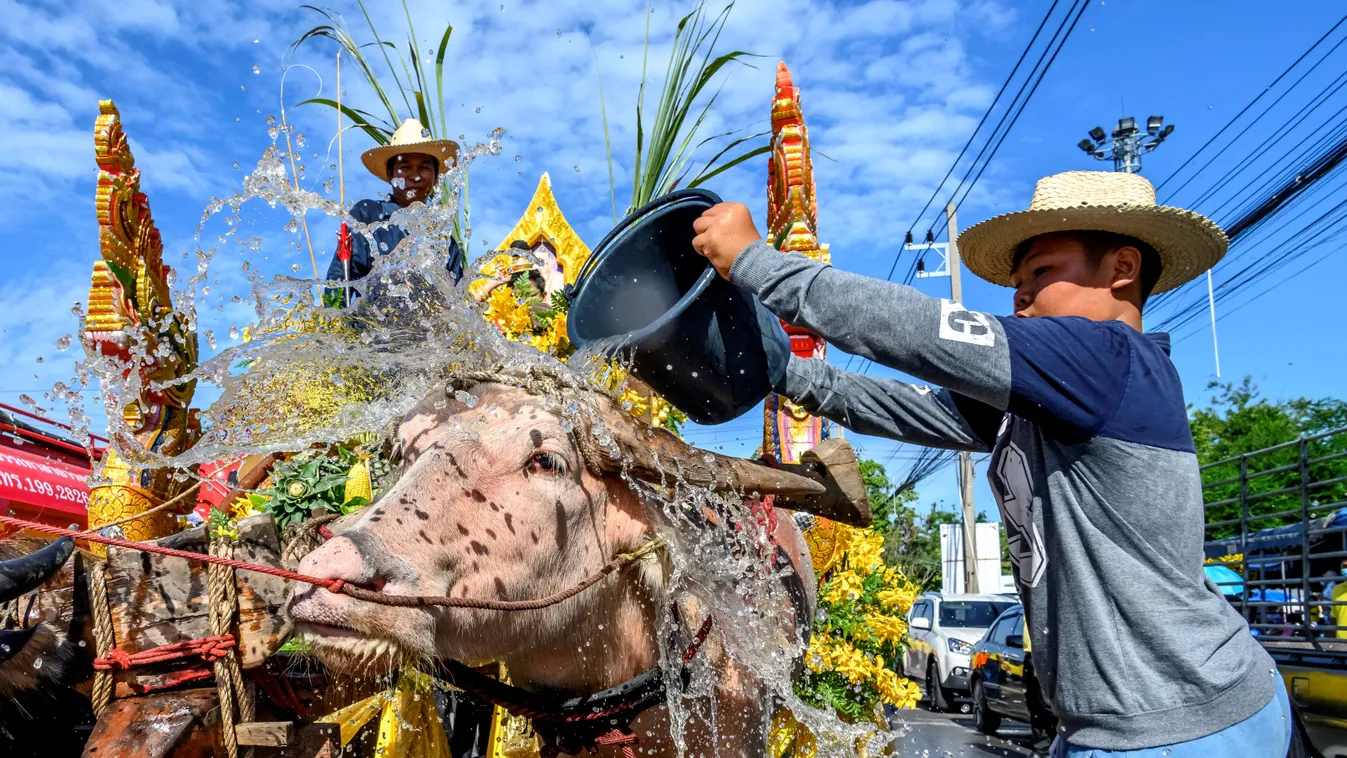 vízibivaly Thaiföld Chonburi Buffalo verseny  animal culture tradition TOPSHOTS Horizontal ANIMAL RACE BUFFALO 