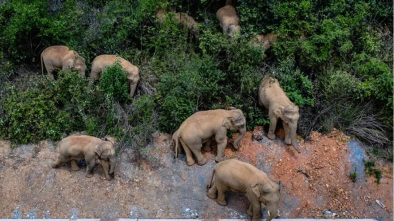 elefántok vándorolnak kínában 
