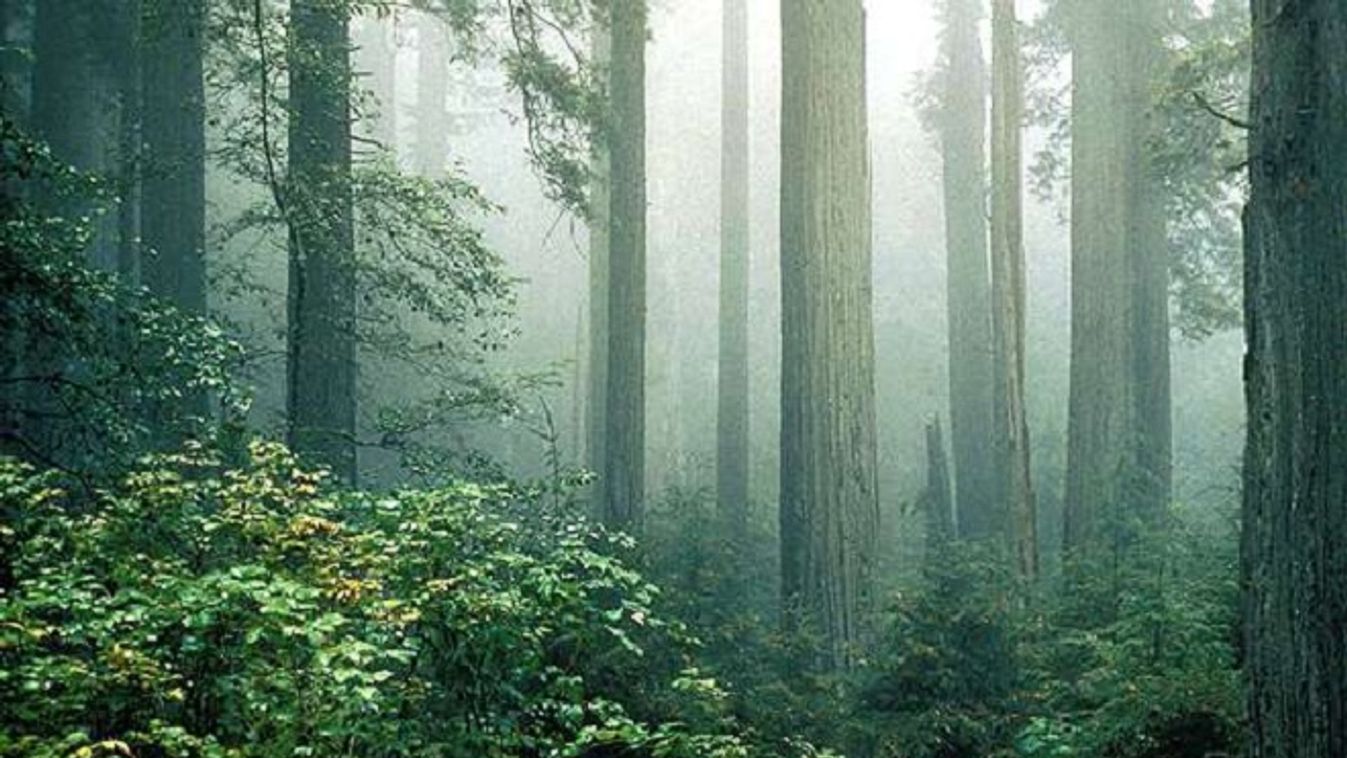 Kalifornia, erdők 